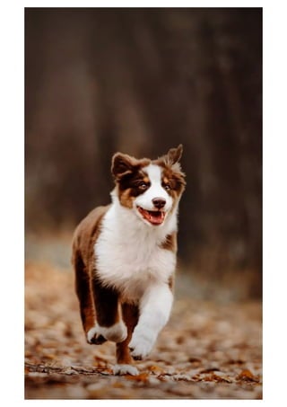 Mobile phone wallpaper - Wallpapers for mobile background