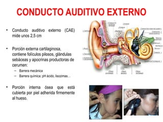 CONDUCTO AUDITIVO EXTERNO 
• Conducto auditivo externo (CAE) 
mide unos 2,5 cm 
• Porción externa cartilaginosa, 
contiene folículos pilosos, glándulas 
sebáceas y apocrinas productoras de 
cerumen: 
– Barrera mecánica 
– Barrera química: pH ácido, lisozimas… 
• Porción interna ósea que está 
cubierta por piel adherida firmemente 
al hueso. 
 