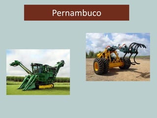 Pernambuco
 