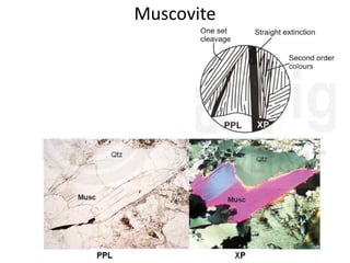 Muscovite
 