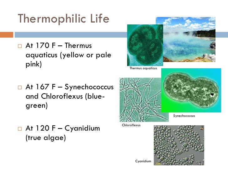 Geysers and Hotsprings