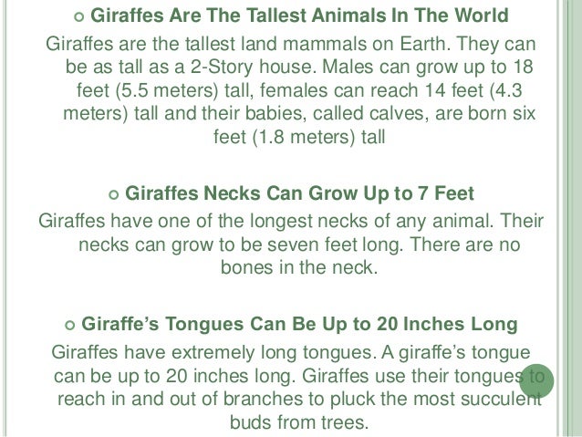 How tall can a giraffe grow?