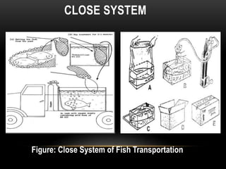 CLOSE SYSTEM
Figure: Close System of Fish Transportation
 