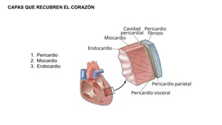 Generalidades de la Funcion Cardiovascular.pptx