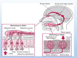 Fødevare Sensorik sensory evaluation and requirements, and importance in food industry | PPTX