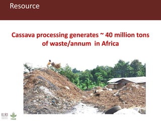 Innovative processing of cassava peels to livestock feeds—A collaborative project by ILRI, IITA and CIP