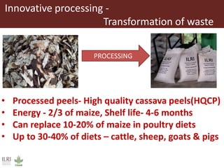 Innovative processing of cassava peels to livestock feeds—A collaborative project by ILRI, IITA and CIP