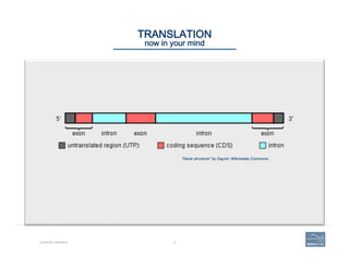 12
"Gene structure" by Daycd- Wikimedia Commons
CURATING GENOMES
TRANSLATION 
now in your mind
 