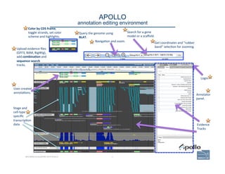 31
APOLLO 
annotation editing environment
BECOMING ACQUAINTED WITH APOLLO
Color	
  by	
  CDS	
  frame,	
  
toggle	
  strands,	
  set	
  color	
  
scheme	
  and	
  highlights.	
  
Upload	
  evidence	
  ﬁles	
  
(GFF3,	
  BAM,	
  BigWig),	
  
add	
  combina=on	
  and	
  
sequence	
  search	
  
tracks.	
  
Query	
  the	
  genome	
  using	
  
BLAT.	
  
Naviga'on	
  and	
  zoom.	
  
Search	
  for	
  a	
  gene	
  
model	
  or	
  a	
  scaﬀold.	
  
Get	
  coordinates	
  and	
  “rubber	
  
band”	
  selec'on	
  for	
  zooming.	
  
Login	
  
User-­‐created	
  
annota'ons.	
  
Annotator	
  
panel.	
  
Evidence	
  
Tracks	
  
Stage	
  and	
  
cell-­‐type	
  
speciﬁc	
  
transcrip'on	
  
data.	
  
 