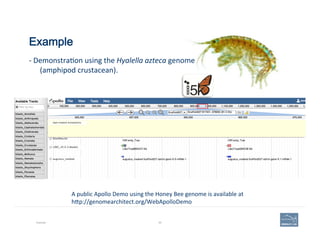 Example
Example 65
A	
  public	
  Apollo	
  Demo	
  using	
  the	
  Honey	
  Bee	
  genome	
  is	
  available	
  at	
  	
  
h=p://genomearchitect.org/WebApolloDemo	
  
-­‐	
  Demonstra'on	
  using	
  the	
  Hyalella	
  azteca	
  genome	
  
(amphipod	
  crustacean).	
  
 