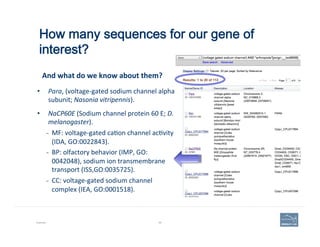 How many sequences for our gene of
interest?
Example 69
•  Para,	
  (voltage-­‐gated	
  sodium	
  channel	
  alpha	
  
subunit;	
  Nasonia	
  vitripennis).	
  	
  
•  NaCP60E	
  (Sodium	
  channel	
  protein	
  60	
  E;	
  D.	
  
melanogaster).	
  
–  MF:	
  voltage-­‐gated	
  ca'on	
  channel	
  ac'vity	
  
(IDA,	
  GO:0022843).	
  
–  BP:	
  olfactory	
  behavior	
  (IMP,	
  GO:
0042048),	
  sodium	
  ion	
  transmembrane	
  
transport	
  (ISS,GO:0035725).	
  
–  CC:	
  voltage-­‐gated	
  sodium	
  channel	
  
complex	
  (IEA,	
  GO:0001518).	
  
And	
  what	
  do	
  we	
  know	
  about	
  them?	
  
 