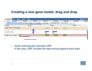 Creating a new gene model: drag and drop
Example 74
•  Apollo automatically calculates ORF.
In this case, ORF includes the high-scoring segment pairs (hsp).
 