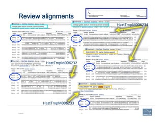Review alignments
Example 78
HaztTmpM006234	
  
HaztTmpM006233	
  
HaztTmpM006232	
  
 