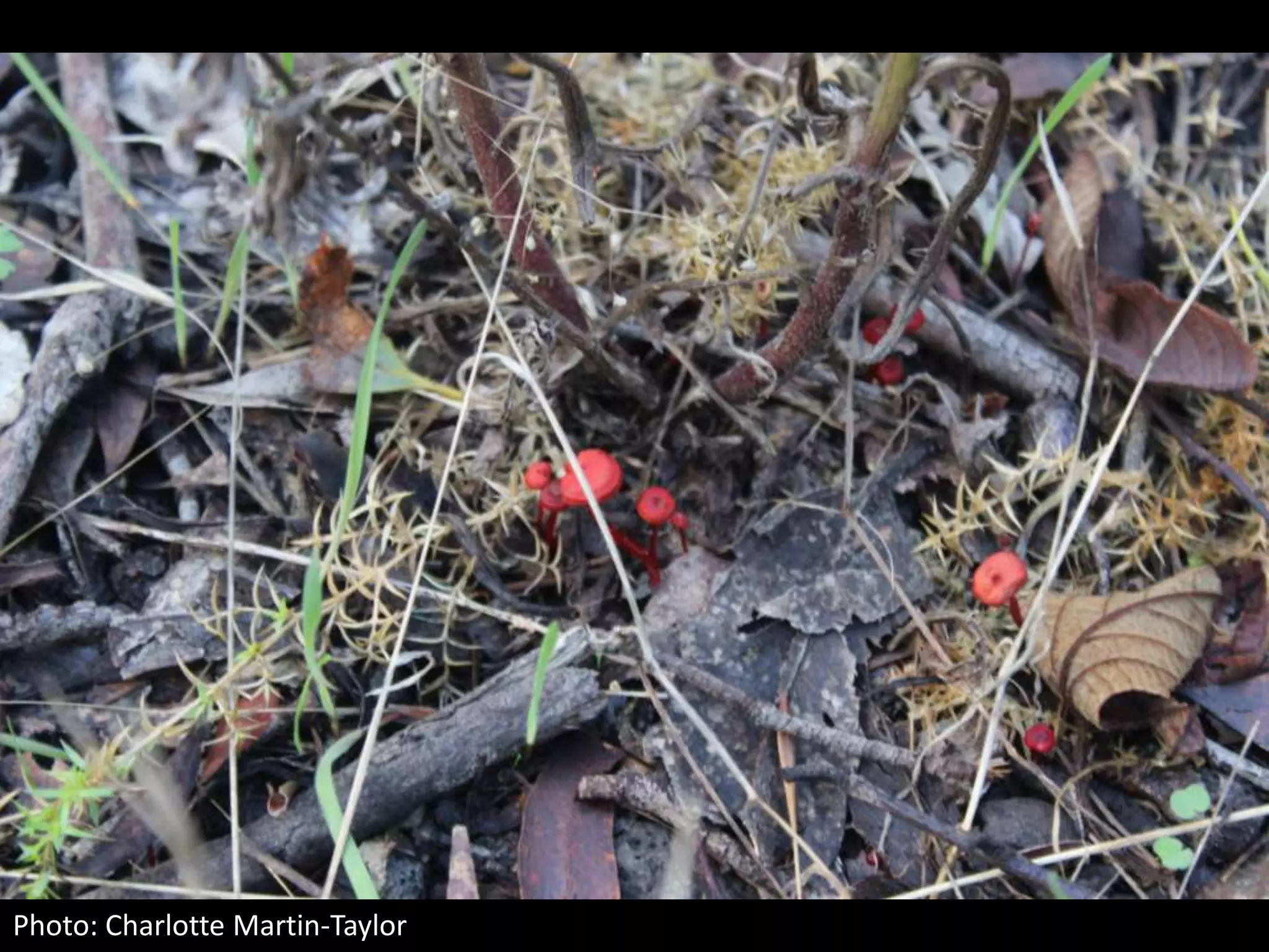 Photo: Charlotte Martin-Taylor