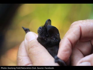 Photo: Geelong Field Naturalists Club. Source: Facebook.