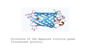 Structure of the Aequorea victoria green
fluorescent protein.
 