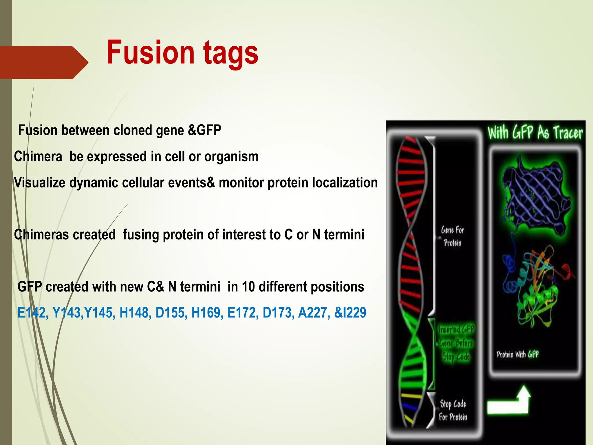 Fusion tags
Fusion between cloned gene &GFP
Chimera be expressed in cell or organism
Visualize dynamic cellular events& monitor protein localization
Chimeras created fusing protein of interest to C or N termini
GFP created with new C& N termini in 10 different positions
E142, Y143,Y145, H148, D155, H169, E172, D173, A227, &I229
 