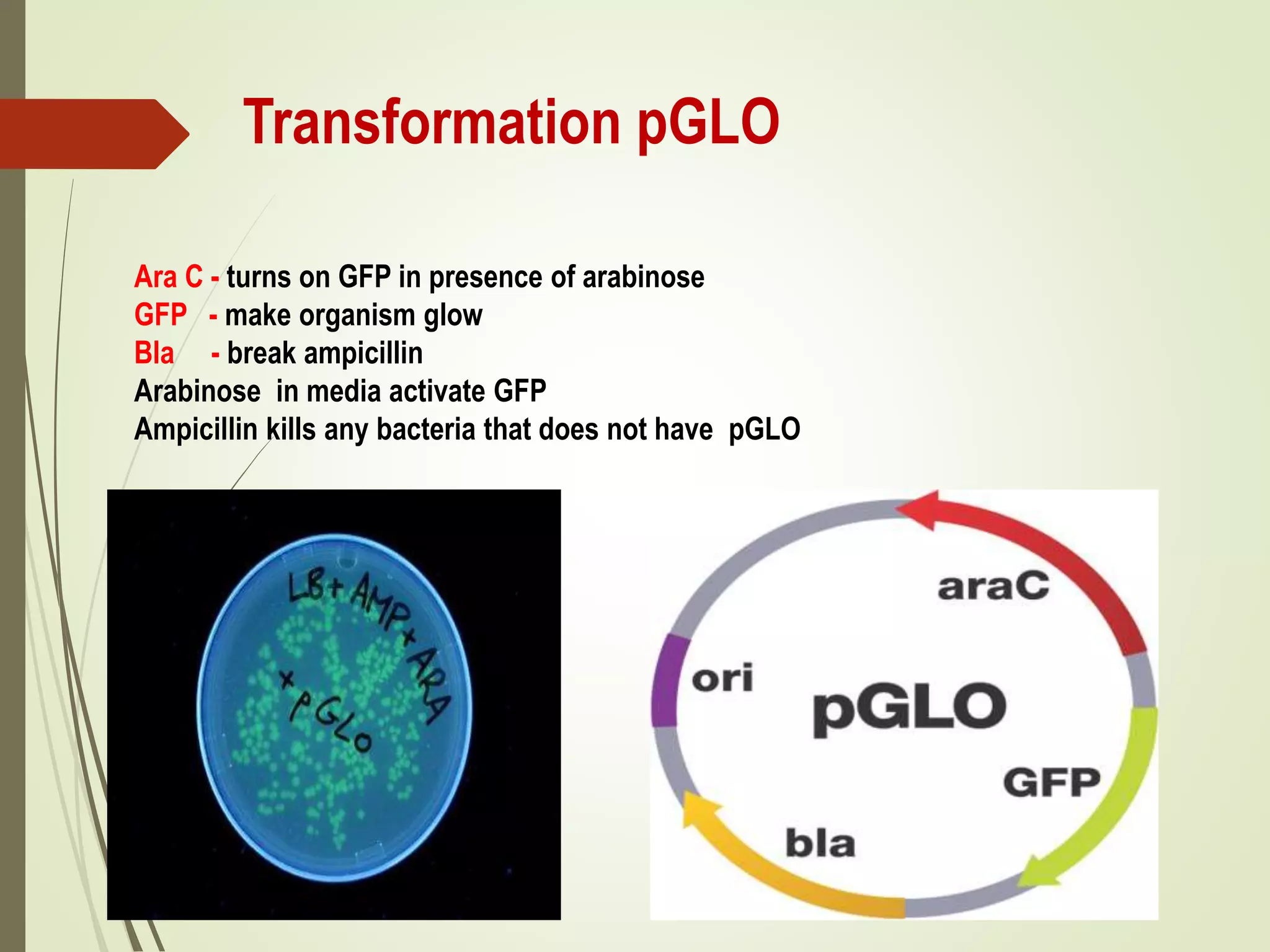 Transformation pGLO
Ara C - turns on GFP in presence of arabinose
GFP - make organism glow
Bla - break ampicillin
Arabinose in media activate GFP
Ampicillin kills any bacteria that does not have pGLO
 