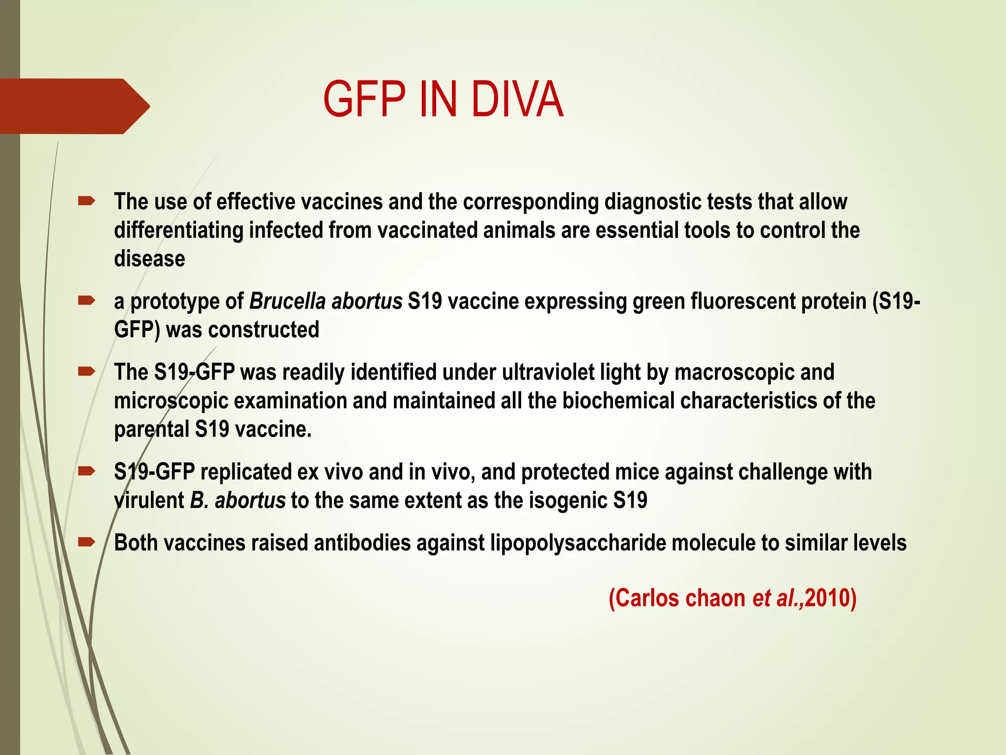 GFP IN DIVA
 The use of effective vaccines and the corresponding diagnostic tests that allow
differentiating infected from vaccinated animals are essential tools to control the
disease
 a prototype of Brucella abortus S19 vaccine expressing green fluorescent protein (S19-
GFP) was constructed
 The S19-GFP was readily identified under ultraviolet light by macroscopic and
microscopic examination and maintained all the biochemical characteristics of the
parental S19 vaccine.
 S19-GFP replicated ex vivo and in vivo, and protected mice against challenge with
virulent B. abortus to the same extent as the isogenic S19
 Both vaccines raised antibodies against lipopolysaccharide molecule to similar levels
(Carlos chaon et al.,2010)
 