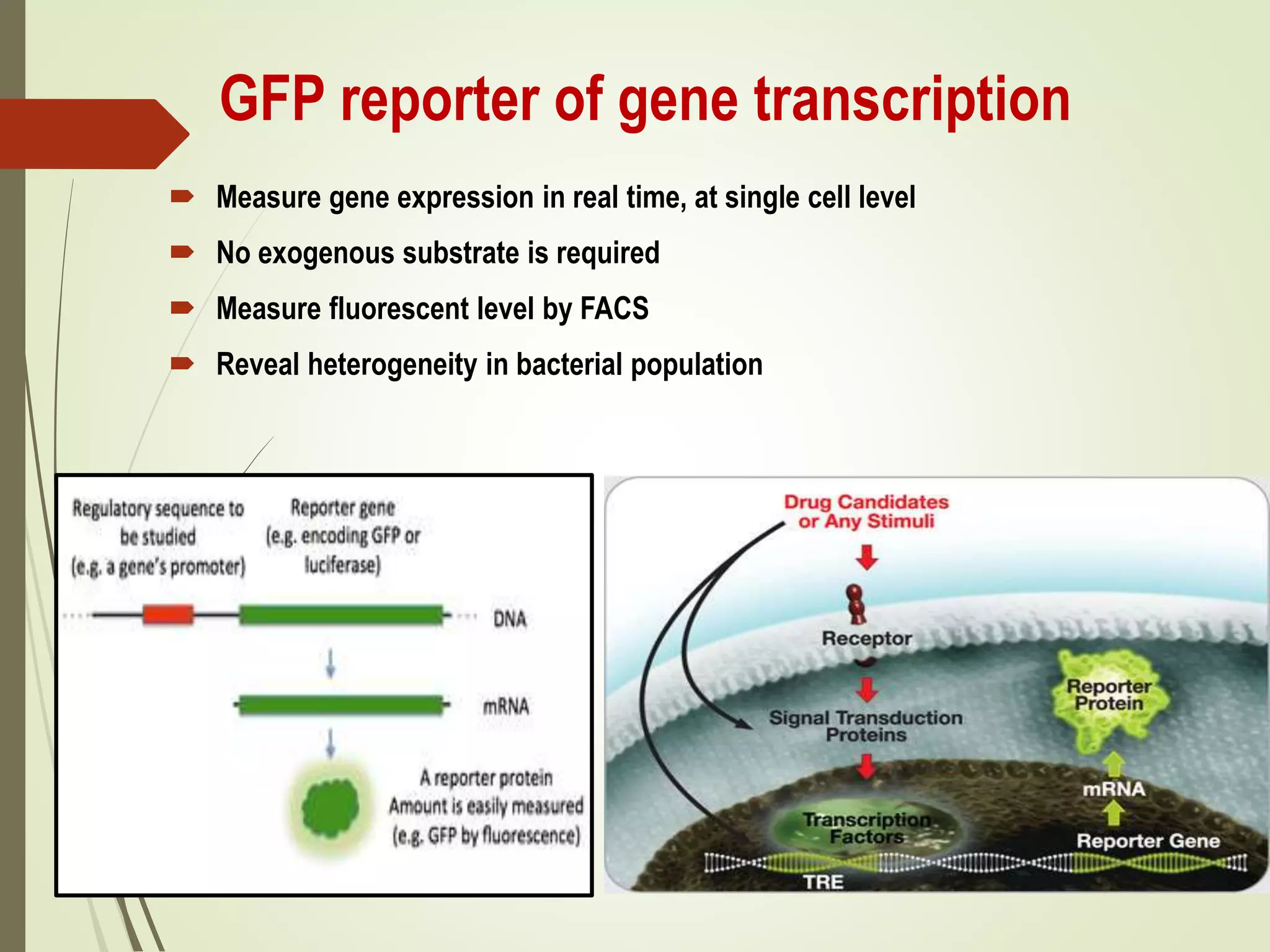 GFP reporter of gene transcription
 Measure gene expression in real time, at single cell level
 No exogenous substrate is required
 Measure fluorescent level by FACS
 Reveal heterogeneity in bacterial population
 