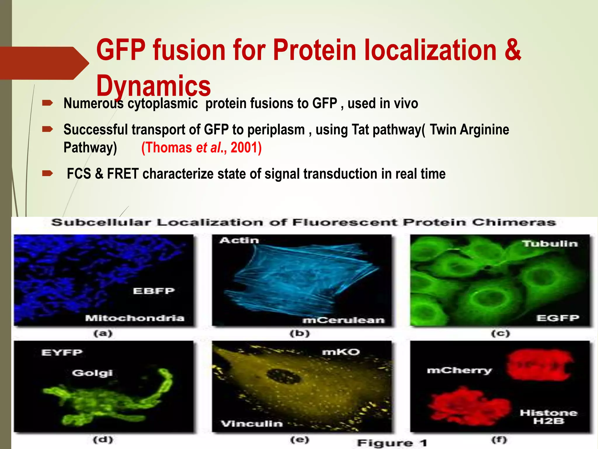 GFP fusion for Protein localization &
Dynamics Numerous cytoplasmic protein fusions to GFP , used in vivo
 Successful transport of GFP to periplasm , using Tat pathway( Twin Arginine
Pathway) (Thomas et al., 2001)
 FCS & FRET characterize state of signal transduction in real time
 