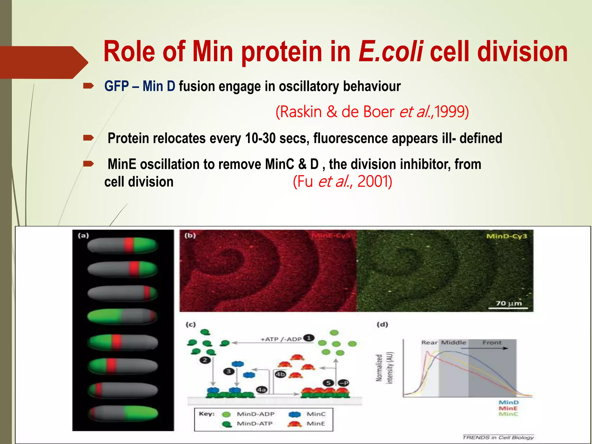 Role of Min protein in E.coli cell division
 GFP – Min D fusion engage in oscillatory behaviour
(Raskin & de Boer et al.,1999)
 Protein relocates every 10-30 secs, fluorescence appears ill- defined
 MinE oscillation to remove MinC & D , the division inhibitor, from
cell division (Fu et al., 2001)
 