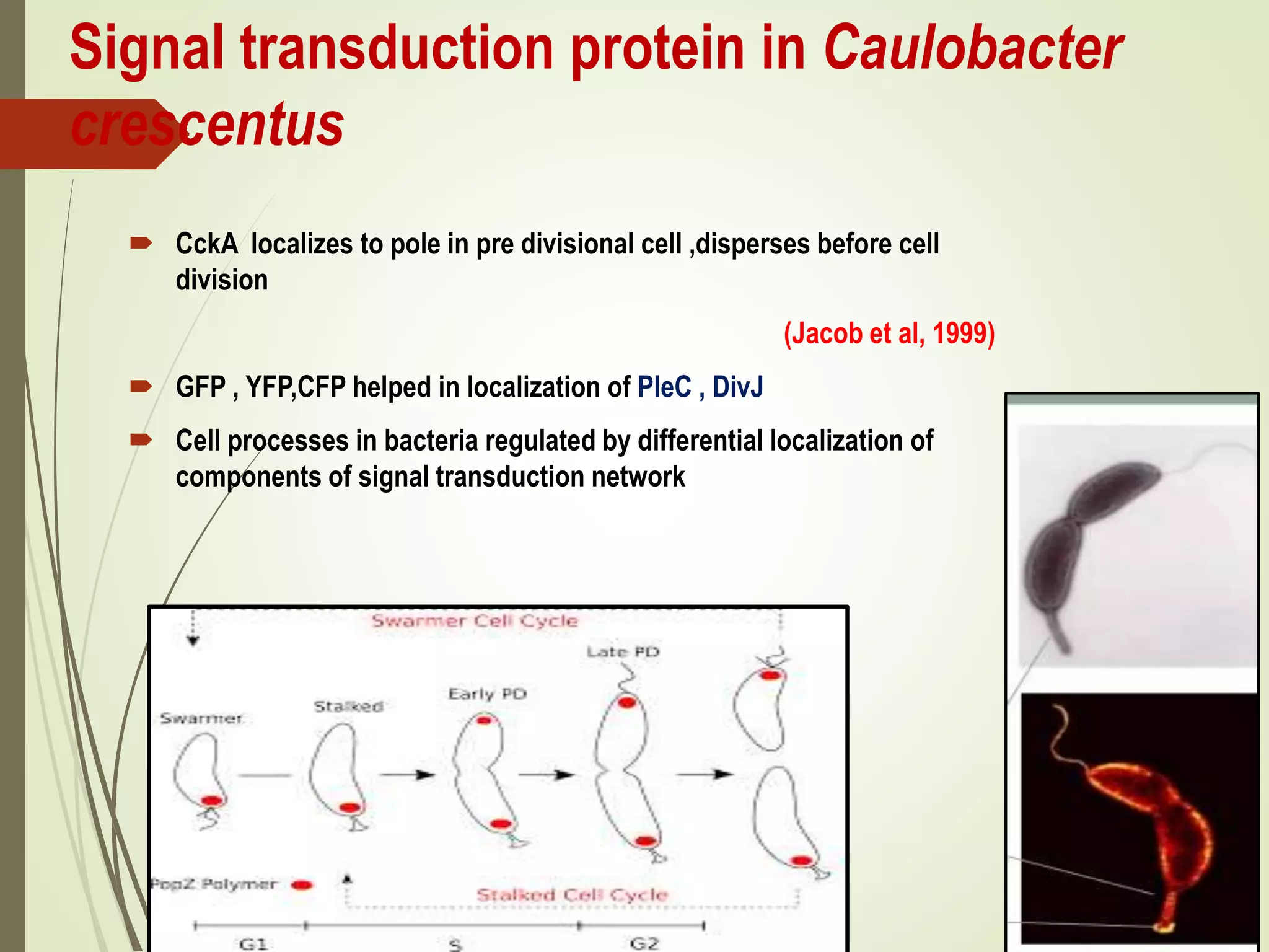 Signal transduction protein in Caulobacter
crescentus
 CckA localizes to pole in pre divisional cell ,disperses before cell
division
(Jacob et al, 1999)
 GFP , YFP,CFP helped in localization of PleC , DivJ
 Cell processes in bacteria regulated by differential localization of
components of signal transduction network
 