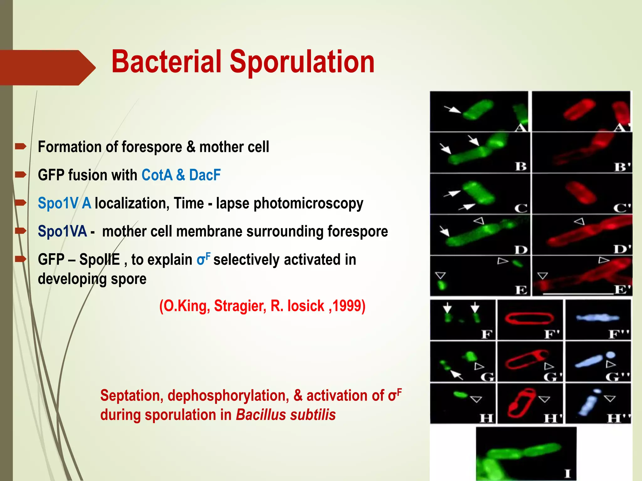Bacterial Sporulation
 Formation of forespore & mother cell
 GFP fusion with CotA & DacF
 Spo1V A localization, Time - lapse photomicroscopy
 Spo1VA - mother cell membrane surrounding forespore
 GFP – SpoIIE , to explain σF selectively activated in
developing spore
(O.King, Stragier, R. losick ,1999)
Septation, dephosphorylation, & activation of σF
during sporulation in Bacillus subtilis
 