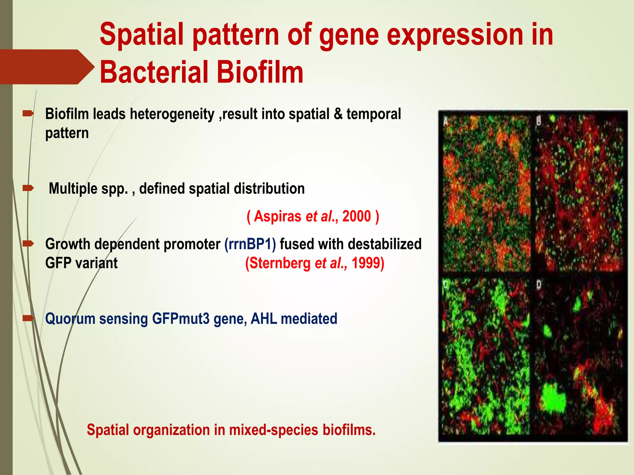 Spatial pattern of gene expression in
Bacterial Biofilm
 Biofilm leads heterogeneity ,result into spatial & temporal
pattern
 Multiple spp. , defined spatial distribution
( Aspiras et al., 2000 )
 Growth dependent promoter (rrnBP1) fused with destabilized
GFP variant (Sternberg et al., 1999)
 Quorum sensing GFPmut3 gene, AHL mediated
Spatial organization in mixed-species biofilms.
 