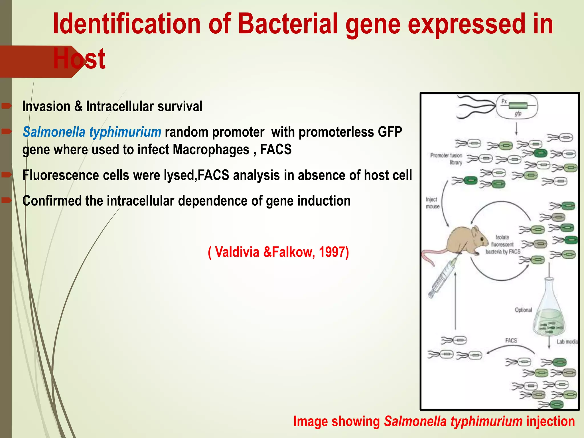 Identification of Bacterial gene expressed in
Host
 Invasion & Intracellular survival
 Salmonella typhimurium random promoter with promoterless GFP
gene where used to infect Macrophages , FACS
 Fluorescence cells were lysed,FACS analysis in absence of host cell
 Confirmed the intracellular dependence of gene induction
( Valdivia &Falkow, 1997)
Image showing Salmonella typhimurium injection
 