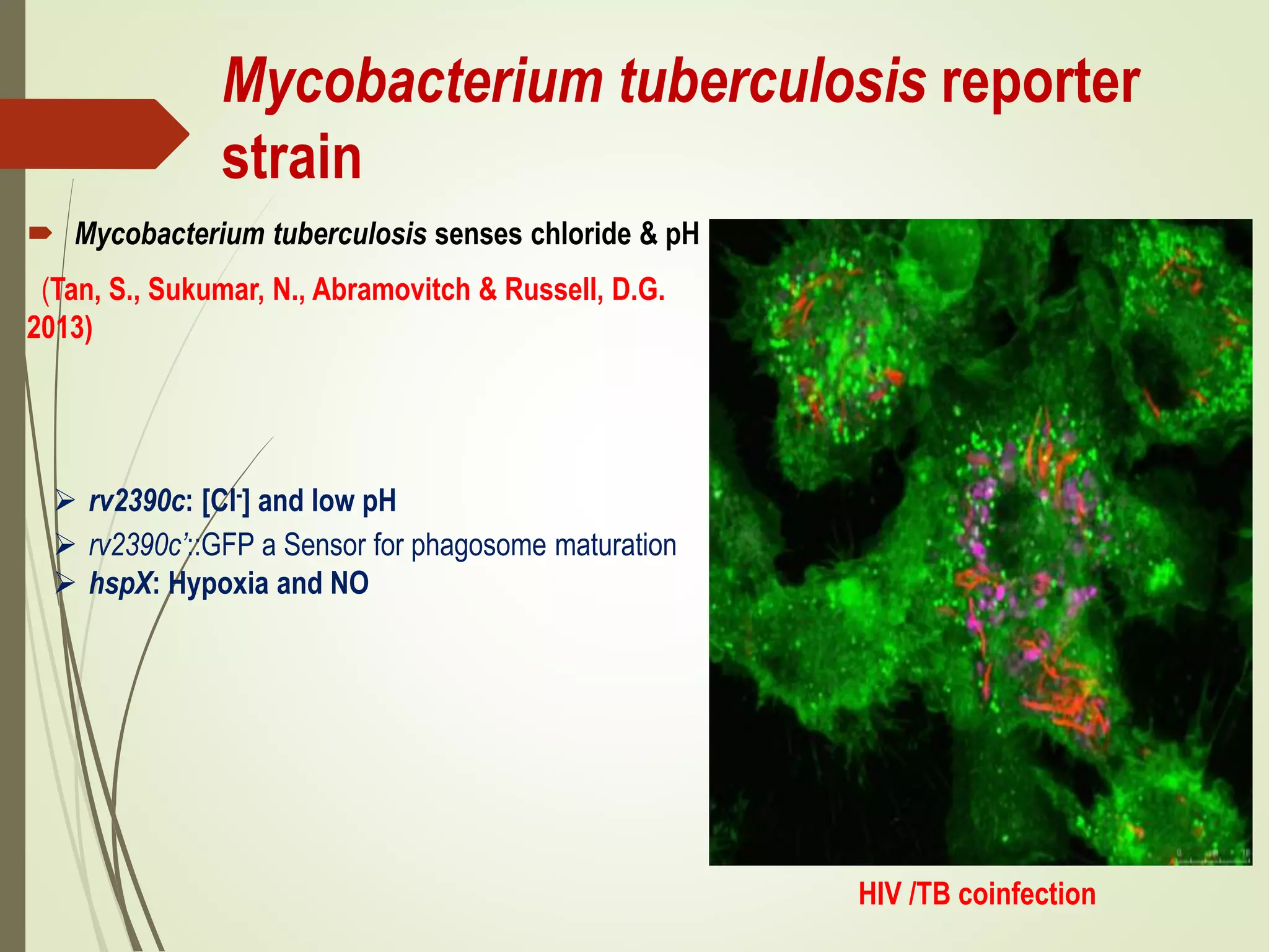 Mycobacterium tuberculosis reporter
strain
 Mycobacterium tuberculosis senses chloride & pH
(Tan, S., Sukumar, N., Abramovitch & Russell, D.G.
2013)
 rv2390c: [Cl-] and low pH
 rv2390c’::GFP a Sensor for phagosome maturation
 hspX: Hypoxia and NO
HIV /TB coinfection
 