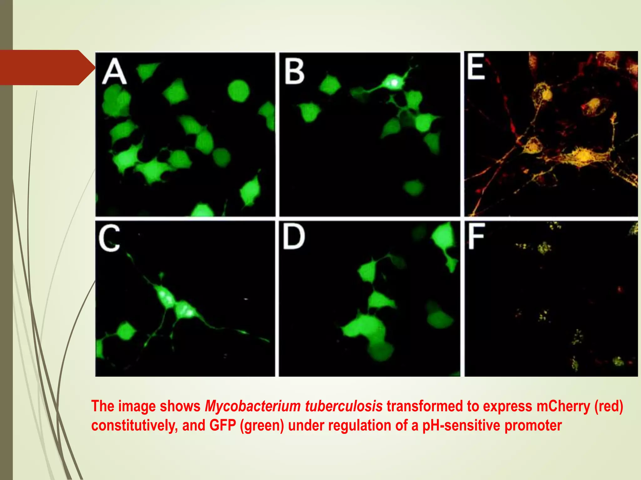 The image shows Mycobacterium tuberculosis transformed to express mCherry (red)
constitutively, and GFP (green) under regulation of a pH-sensitive promoter
 