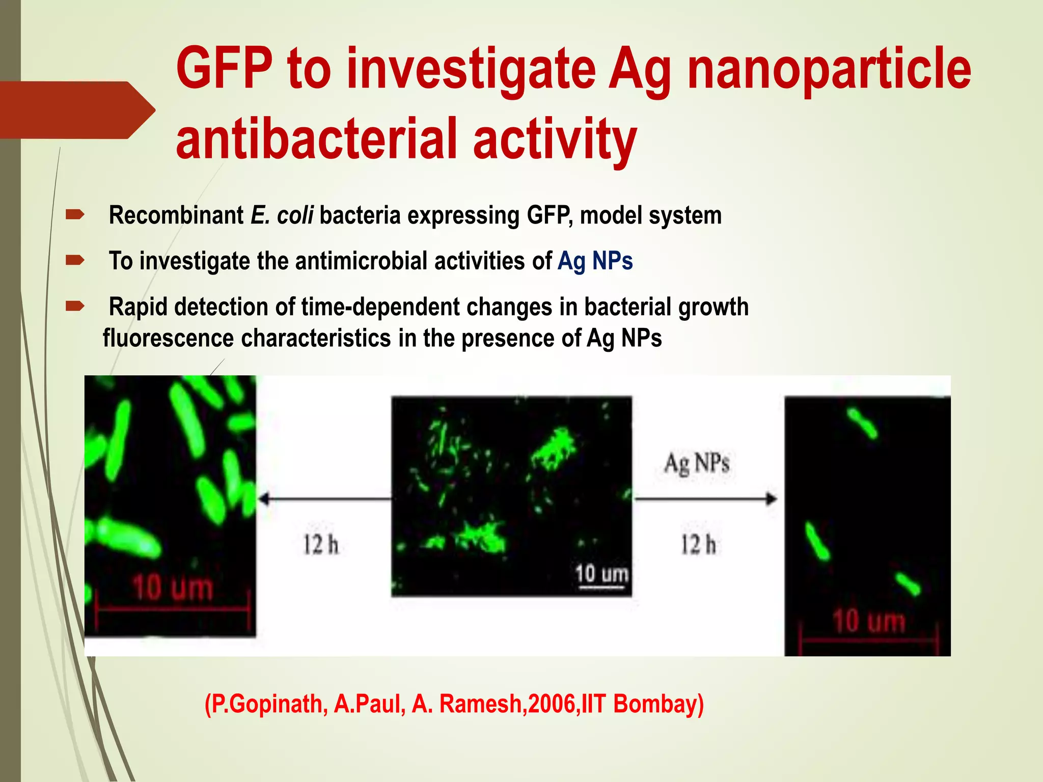 GFP to investigate Ag nanoparticle
antibacterial activity
 Recombinant E. coli bacteria expressing GFP, model system
 To investigate the antimicrobial activities of Ag NPs
 Rapid detection of time-dependent changes in bacterial growth
fluorescence characteristics in the presence of Ag NPs
(P.Gopinath, A.Paul, A. Ramesh,2006,IIT Bombay)
 