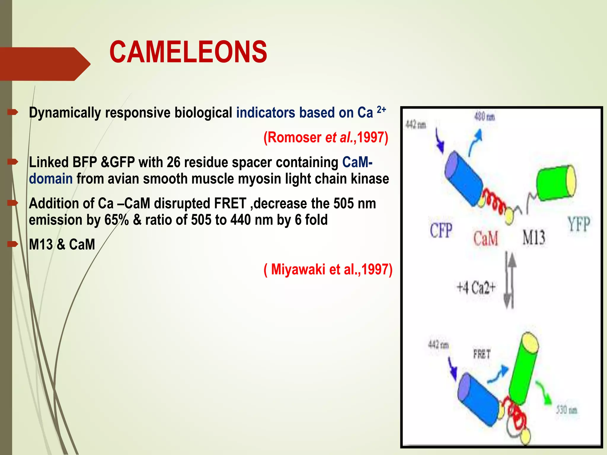 CAMELEONS
 Dynamically responsive biological indicators based on Ca 2+
(Romoser et al.,1997)
 Linked BFP &GFP with 26 residue spacer containing CaM-
domain from avian smooth muscle myosin light chain kinase
 Addition of Ca –CaM disrupted FRET ,decrease the 505 nm
emission by 65% & ratio of 505 to 440 nm by 6 fold
 M13 & CaM
( Miyawaki et al.,1997)
 