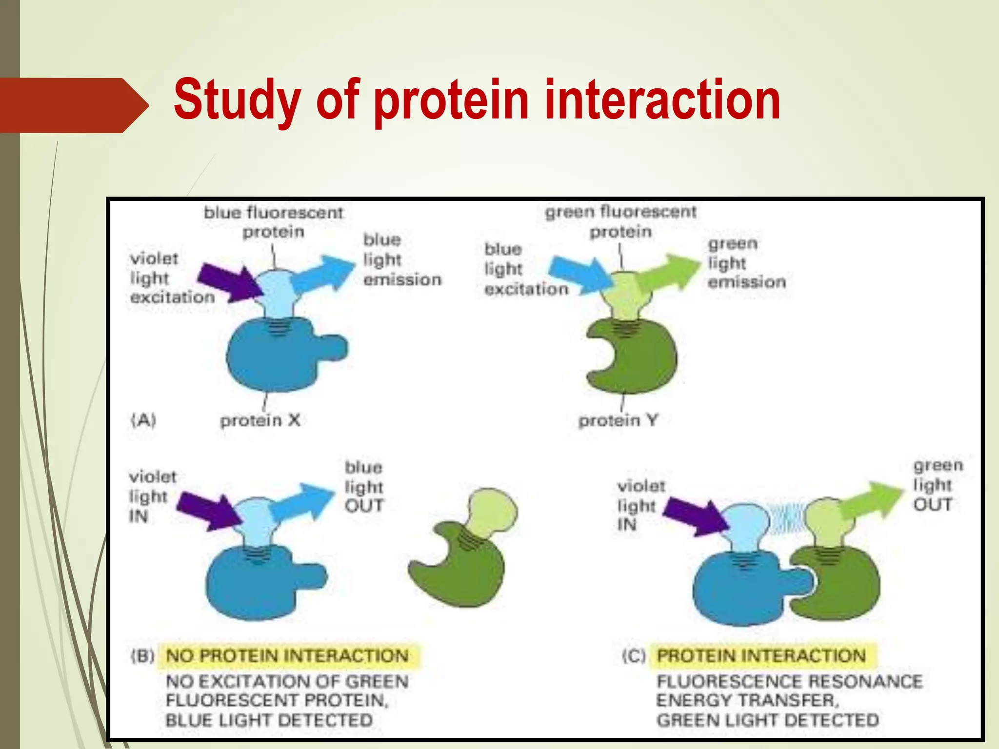 Study of protein interaction
 