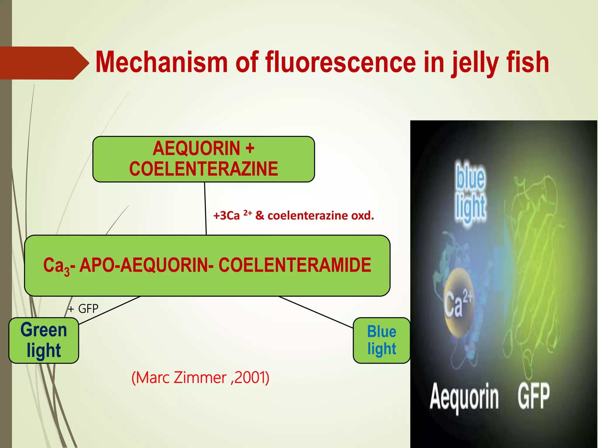 Mechanism of fluorescence in jelly fish
Ca3- APO-AEQUORIN- COELENTERAMIDE
AEQUORIN +
COELENTERAZINE
Blue
light
Green
light
+3Ca 2+ & coelenterazine oxd.
+ GFP
(Marc Zimmer ,2001)
 