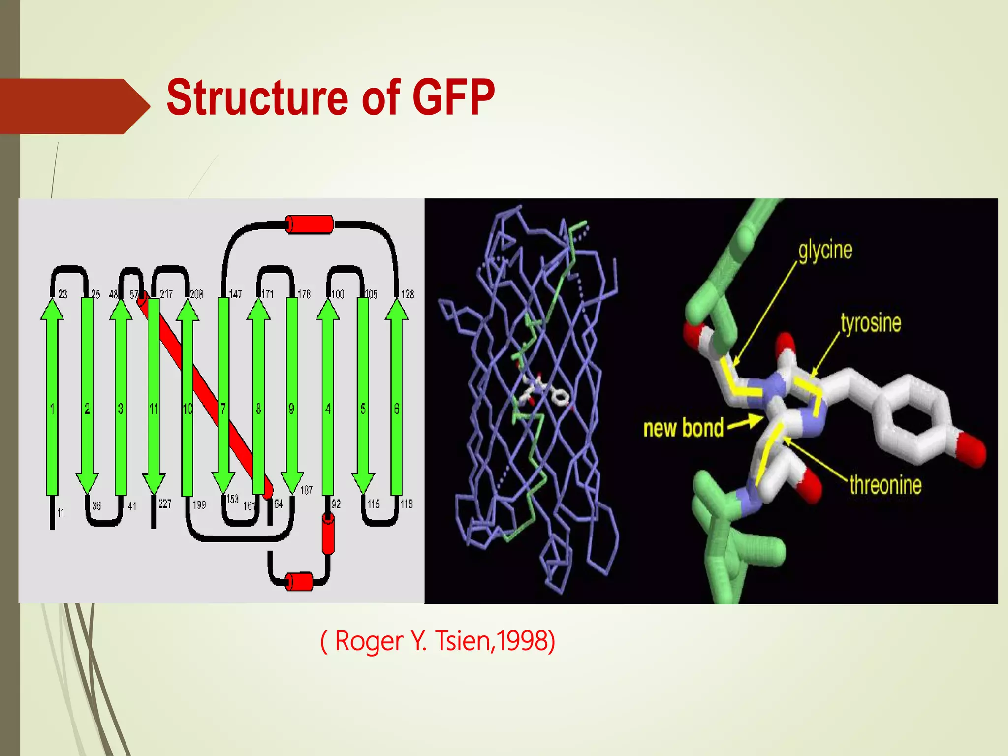 Structure of GFP
( Roger Y. Tsien,1998)
 