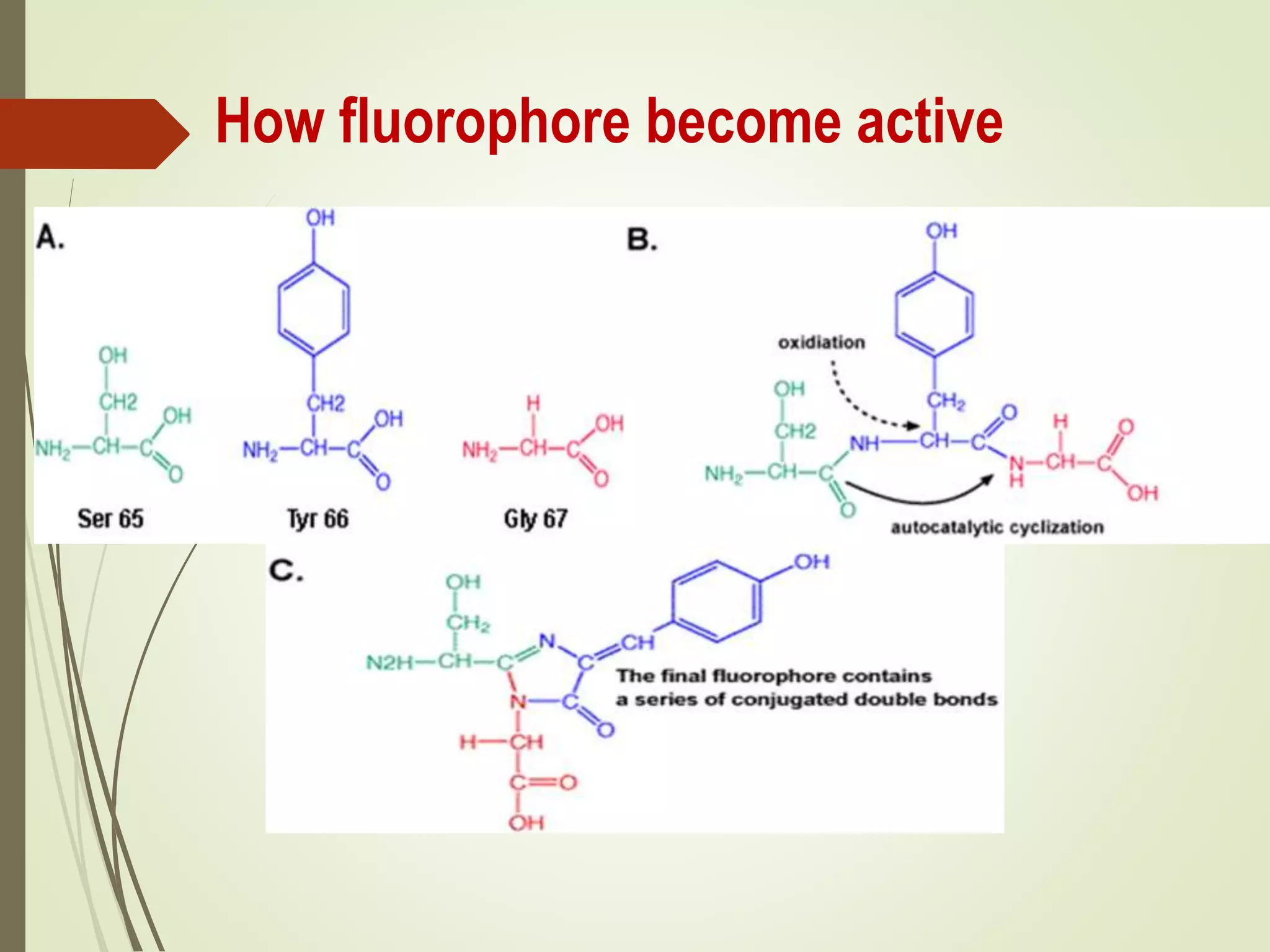 How fluorophore become active
 