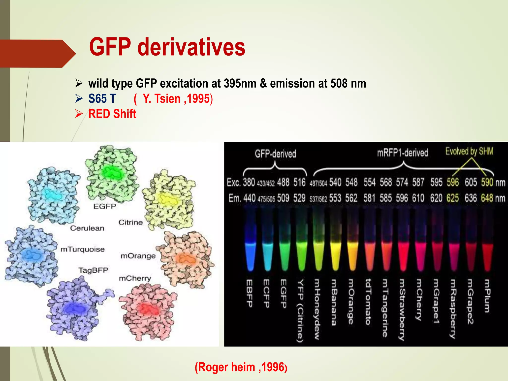 GFP derivatives
 wild type GFP excitation at 395nm & emission at 508 nm
 S65 T ( Y. Tsien ,1995)
 RED Shift
(Roger heim ,1996)
 