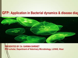 GFP: Application in Bacterial dynamics & disease diag
PRESENTED BY: Dr. GARIMA SHRINET
PhD scholar, Department of Veterinary Microbiology, LUVAS, Hisar
 