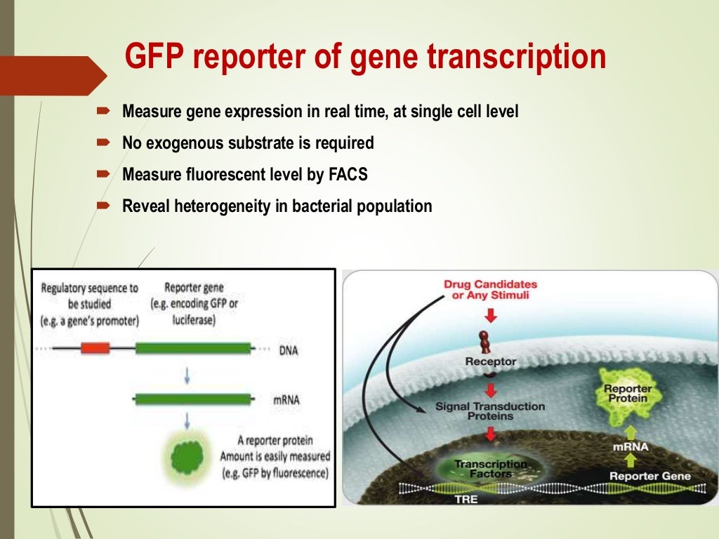 Gfp application in bacterial dynamics and disease diagnosis