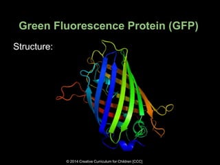 Gfp Model Green Fluorescence Protein | PPTX