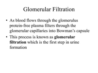 Glomerular filtration rate (GFR)
