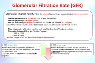 Comprehensive Overview of Glomerular Filtration Rate (GFR) Mechanisms ...