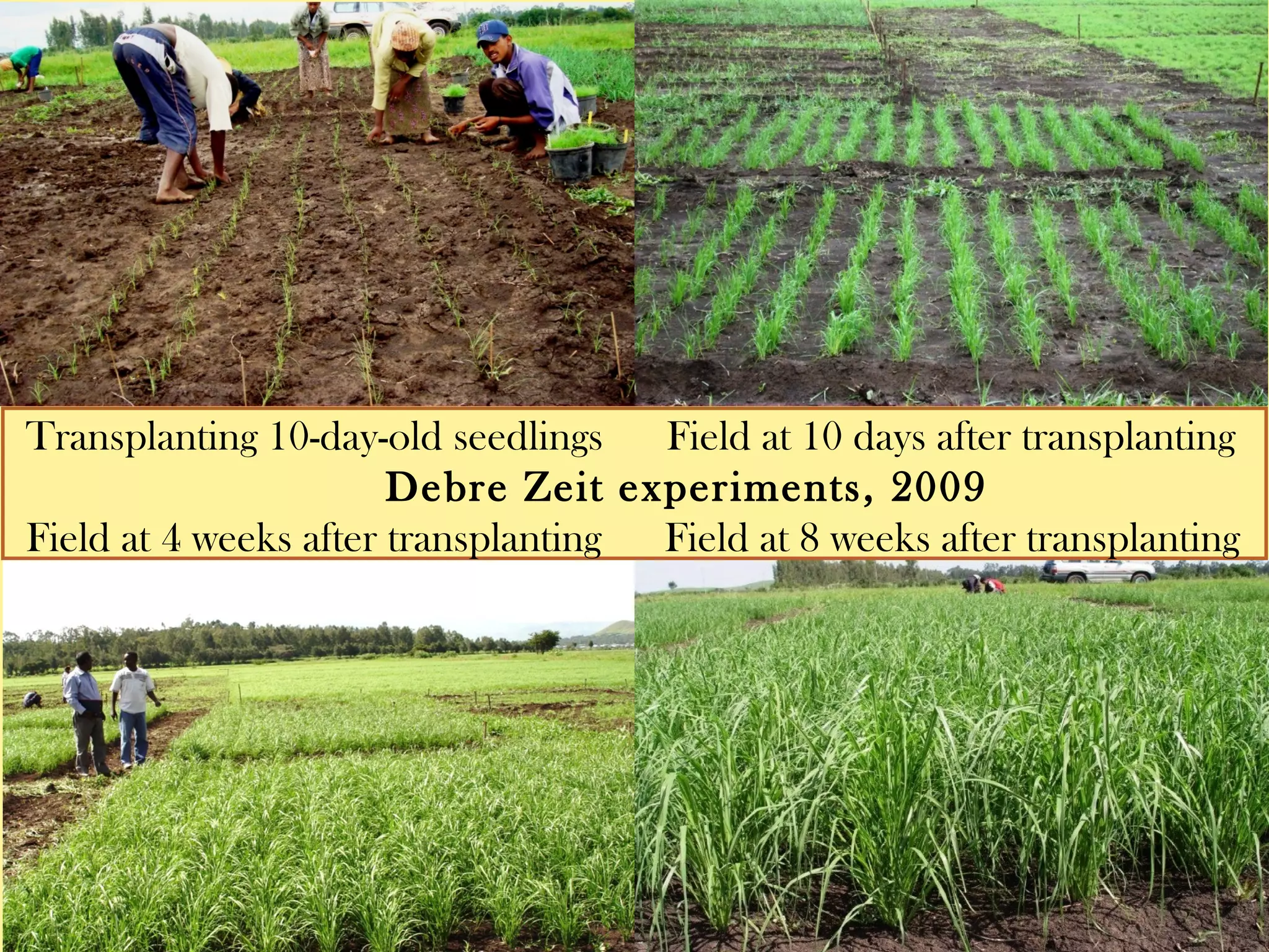 Transplanting 10-day-old seedlings Field at 10 days after
transplanting
Debre Zeit experiments, 2009
Field at 4 weeks after transplanting Field at 8 weeks after
transplanting
 