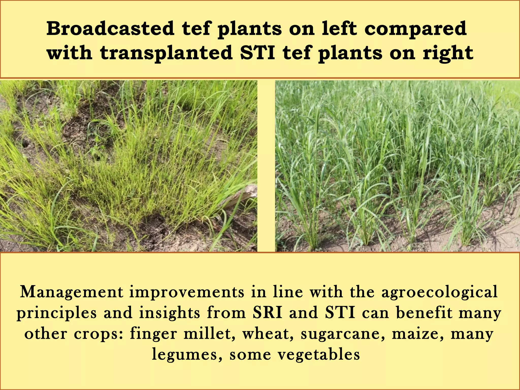 Broadcasted tef plants on left compared
with transplanted STI tef plants on right
Management improvements in line with the agroecological
principles and insights from SRI and STI can benefit also
many other crops: finger millet, wheat, sugarcane, maize,
many legumes, some vegetables
 