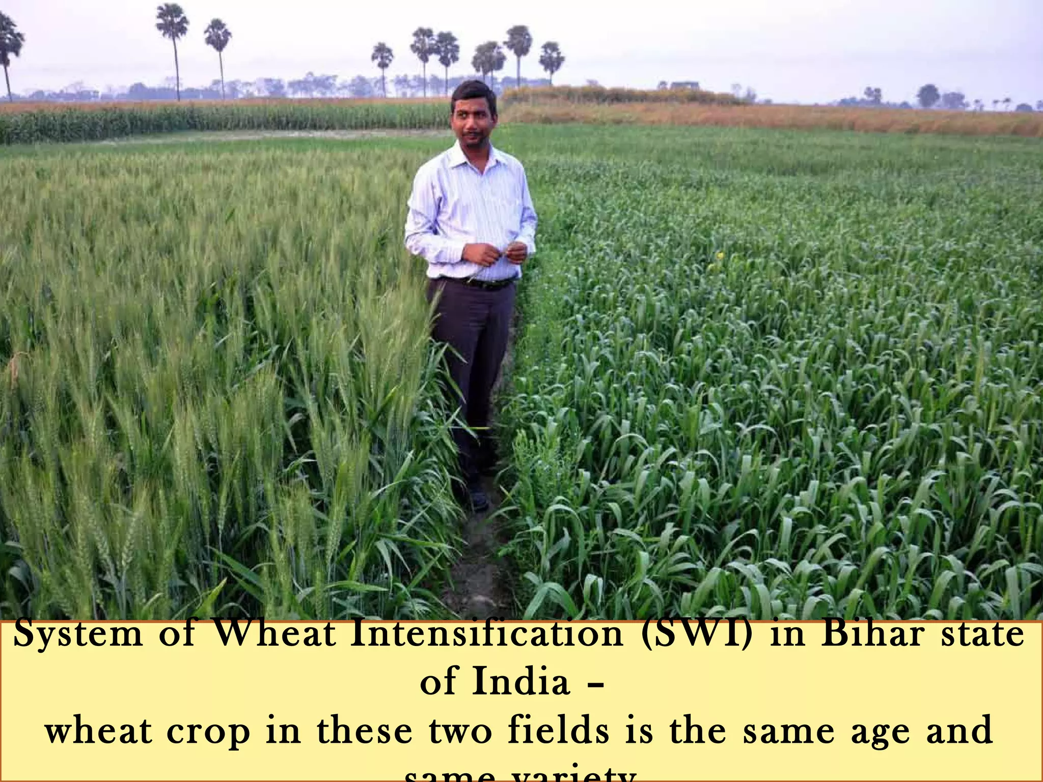 System of Wheat Intensification (SWI) in Bihar state of India –
wheat crop in these two fields is the same age and same
variety
 