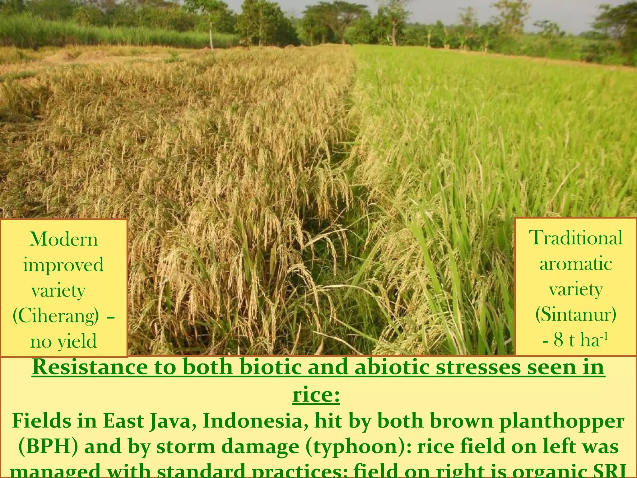 Resistance to both biotic and abiotic stresses seen in rice:
Fields in East Java, Indonesia, hit by both brown planthopper
(BPH) and by storm damage (typhoon): rice field on left was
managed with standard practices; field on right is organic SRI
Modern
improved
variety
(Ciherang) –
no yield
Traditional
aromatic
variety
(Sintanur)
- 8 t ha-1
 
