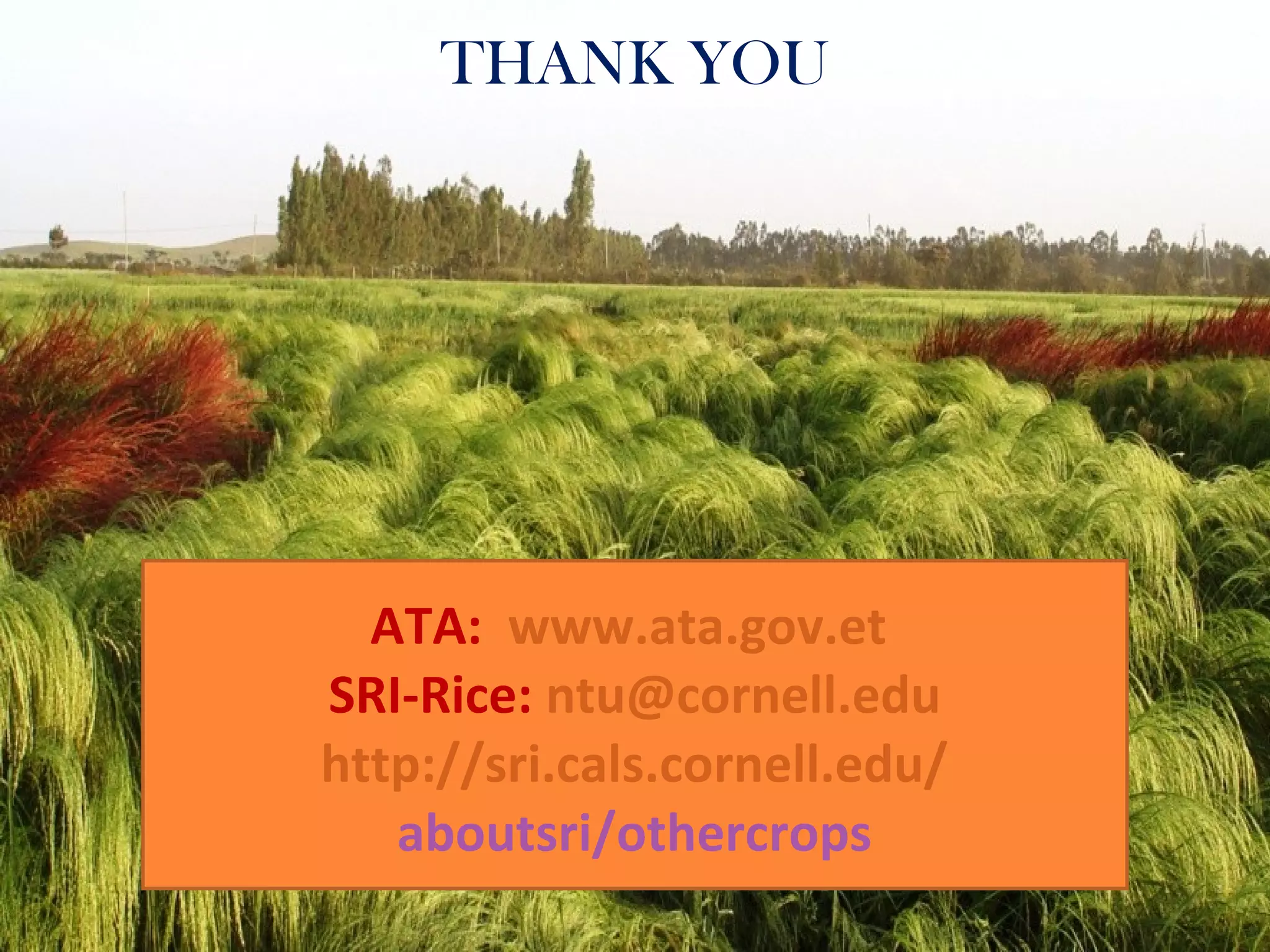 THANK YOU
ATA: www.ata.gov.et
SRI-Rice: ntu@cornell.edu
http://sri.cals.cornell.edu/
aboutsri/othercrops
 