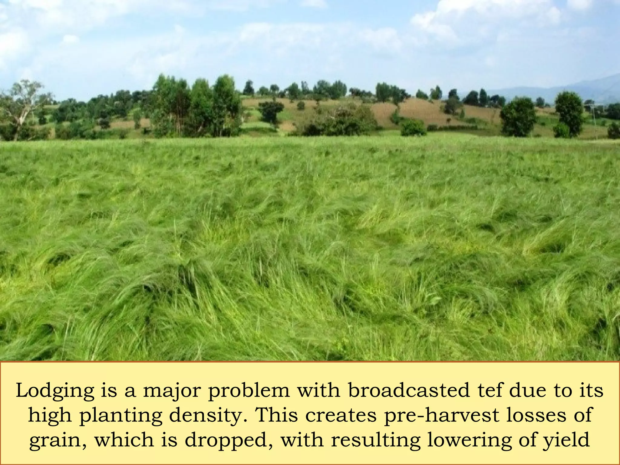 Lodging is a major problem with broadcasted tef due to its
high planting density. This creates pre-harvest losses of
grain, which is dropped, with resulting lowering of yield
 